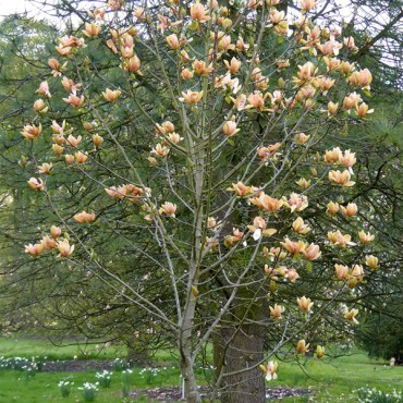 Абр Бренди 4